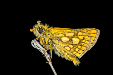 Fototapeta premium Yellow butterfly at night