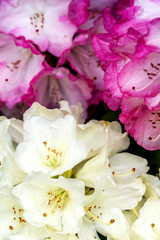 薄黄色とピンクのシャクナゲの花のアップ