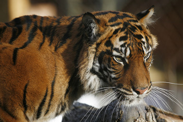Sumatran Tiger