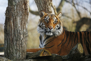 Obraz premium Sumatran Tiger