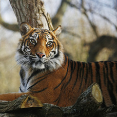 Sumatran Tiger