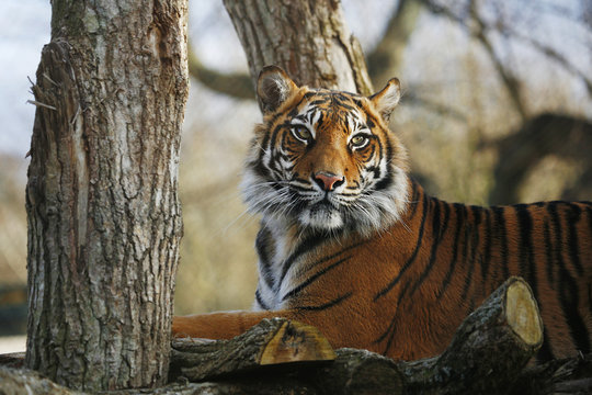 Fototapeta Sumatran Tiger