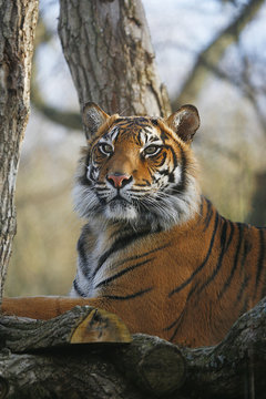 Sumatran Tiger