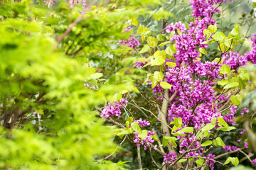 新緑の中のハナズオウの花