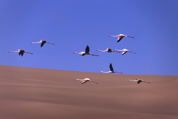 uno stormo di fenicotteri (Phoenicopterus ruber) sorvolano le dune di Sandwich Harbour in Namibia
