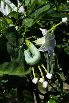 Green worm