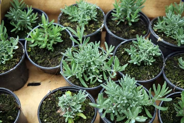 Photo sur Aluminium Lavande Seedlings lavender in pots ready for shipment. Nursery garden and sale of plants