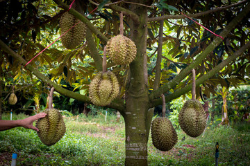 Durian grown children who are ripe on the tree can be eaten.