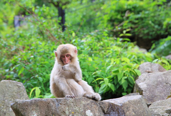 野生の子猿　ニホンザル