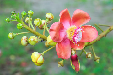 Flowers Couroupita Guianensis