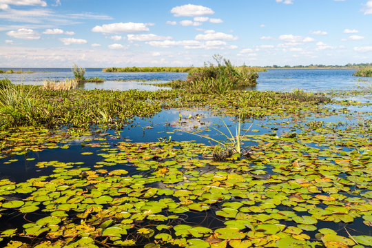Wetlands in Nature Reserve Esteros del Ibera