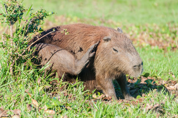 Capybara in Esteros del Ibera