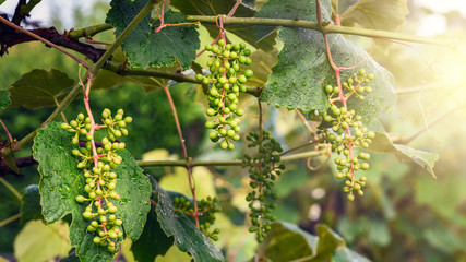Homegrown vine plants, unripe grapes