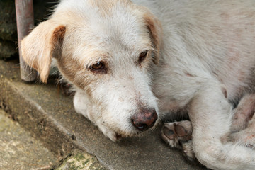 The homeless white dog on side street