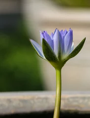 Foto op Plexiglas Waterlelie Big blue water lily