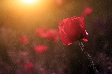 Fototapeta premium Summer / spring rain and beautiful poppy flower
