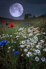 Moonrise over wild flower field