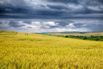 Fototapeta premium Wheat field against a dark sky
