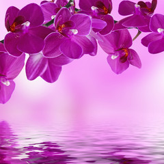 Fototapeta na wymiar Close-up of pink orchid phalaenopsis. Bouquet of flowers orchids reflected in water
