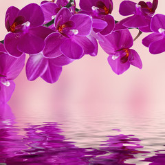 Plakat Close-up of pink orchid phalaenopsis. Bouquet of flowers orchids reflected in water