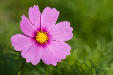 Obraz premium Violet Flowers