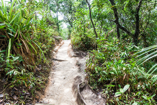 Fototapeta Jungle trail