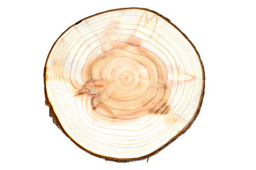 Cross section of the cedar tree