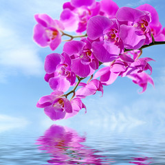 Fototapeta na wymiar Close-up of pink orchid phalaenopsis. Bouquet of flowers orchids reflected in water