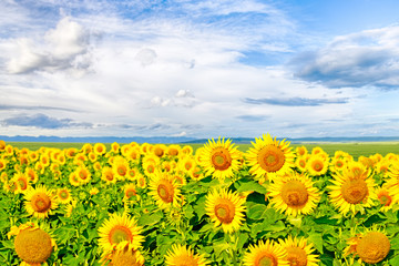 Fototapeta premium Sunflowers on a large field of sunflowers