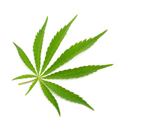Foliage of hemp isolated
