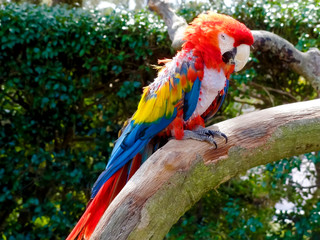 Beautiful colorful Macaw parrot in,Miyazaki City phoenix Zoo