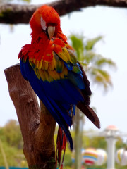 Beautiful colorful Macaw parrot in,Miyazaki City phoenix Zoo