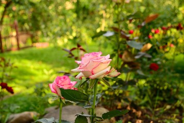 beautiful roses