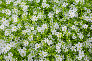 Fototapeta na wymiar Background of little white flowers blooming bush