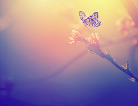 Vintage photo of butterfly and tree flower blossoms