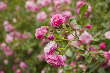Rosen