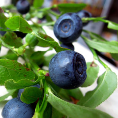 Ветка черники с ягодами крупным планом