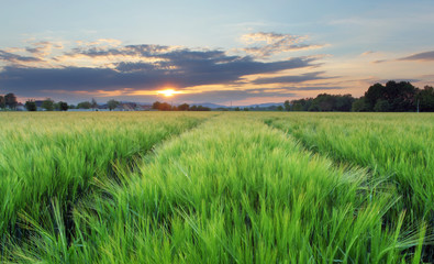 Fototapeta na wymiar Field - Agriculture