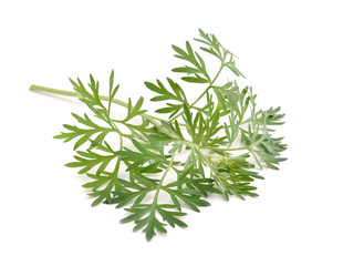 Artemisia absinthium isolated on white background.