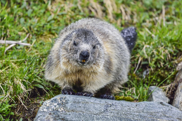 Alpine marmot