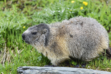 Alpine marmot