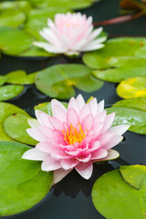 Pink Lotus in Pond