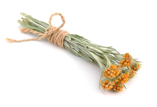Helichrysum luteoalbum.