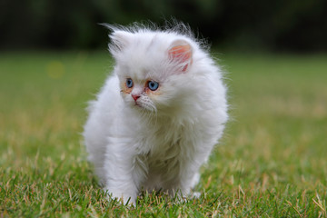 Fototapeta premium Young persian cat, green outdoor