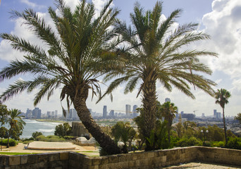 Fototapeta na wymiar Palm and Tel-Aviv view from the old Jaffa
