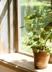 Window with pelargonium in a village house