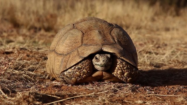 Close-up of a wary leopard tortoise (Stigmochelys pardalis), South Africa