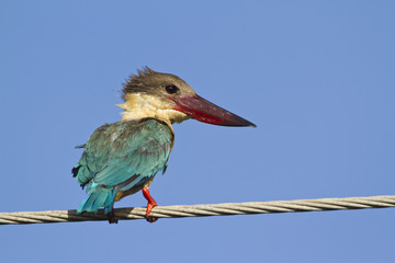 Stork-billed kingfisher in Pottuvil, Sri Lanka