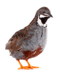 King quail isolated on white background
