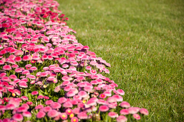Flowerbed with pink marguerites (bellis), family Asteraceae © XEERO